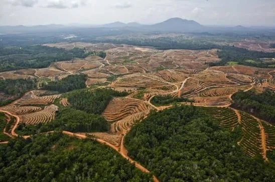 El Día fue lanzado en 2004 por la Red Alerta contra el Desierto Verde, un movimiento comunitario brasileño