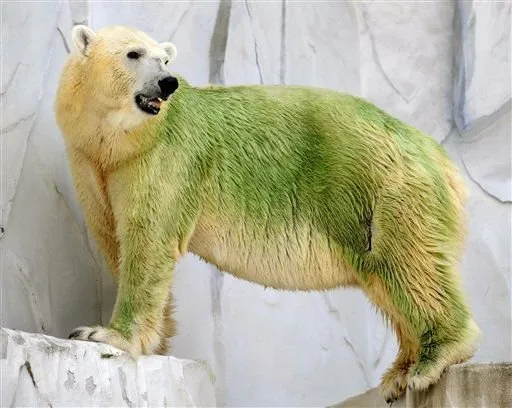 un-oso-polar-la-piel-pintada-algas-el-zoologico-higashiyama-nagoya-japon-foto-apkyodo-news-shuzo-shikano