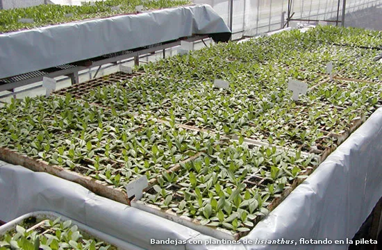 bandejas_con_plantas[1]