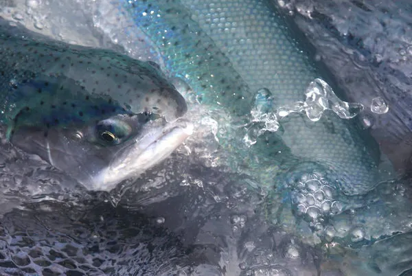 SALMONESESPANO0210-articleLarge