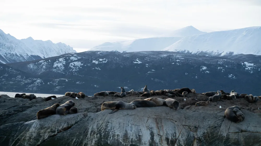 Isla de Lobos Marinos en Canal Beagle
