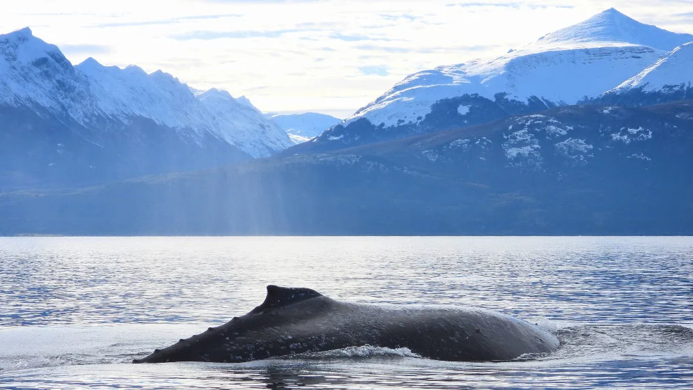 Ballenas-3