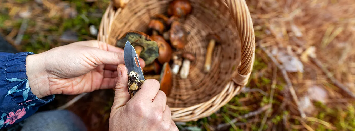 mushroom_picking_-_forest_day