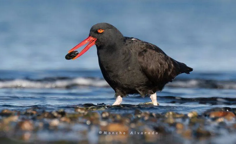 ostrero-negro-ecovidaambiente[1]