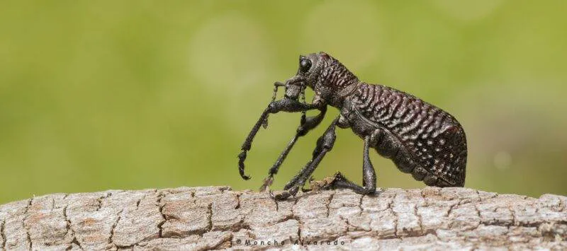 b8400-caballito-de-monte2-apaisada
