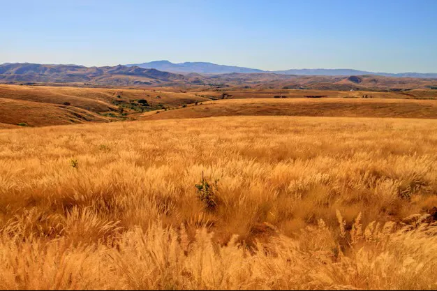 pastizales-secos-madagascar_620545-3440