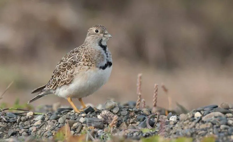 agachona-chica-ecovidaambiente[1]