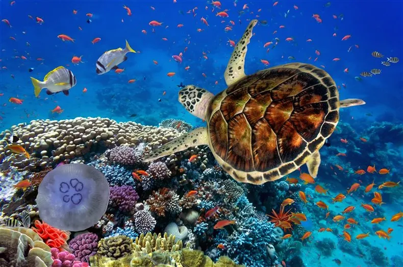 la-biodiversidad-marina-es-imprescindible-la-buena-salud-nuestros-mares-foto-istockjpeg