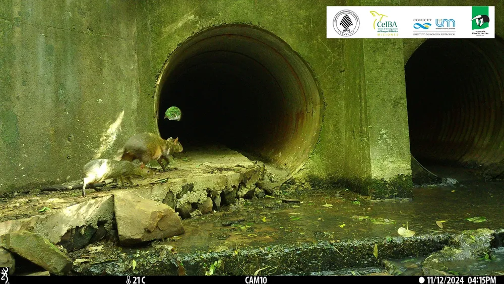 Agutí utilizando vereda seca en alcantarilla del PNI