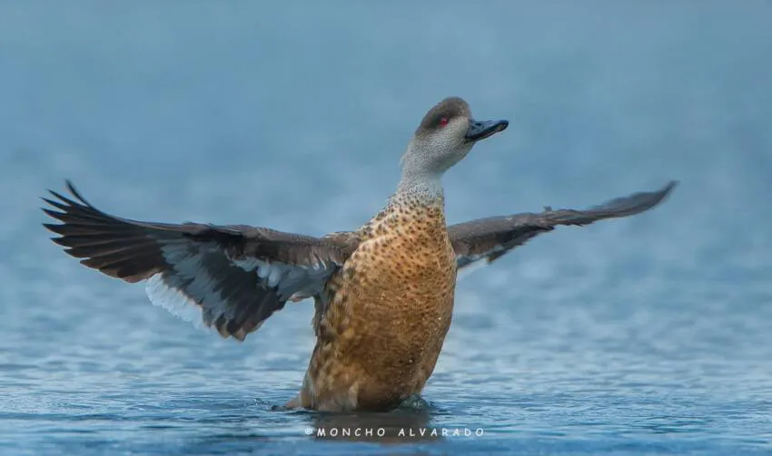 efe25-pato-creston-3[1]