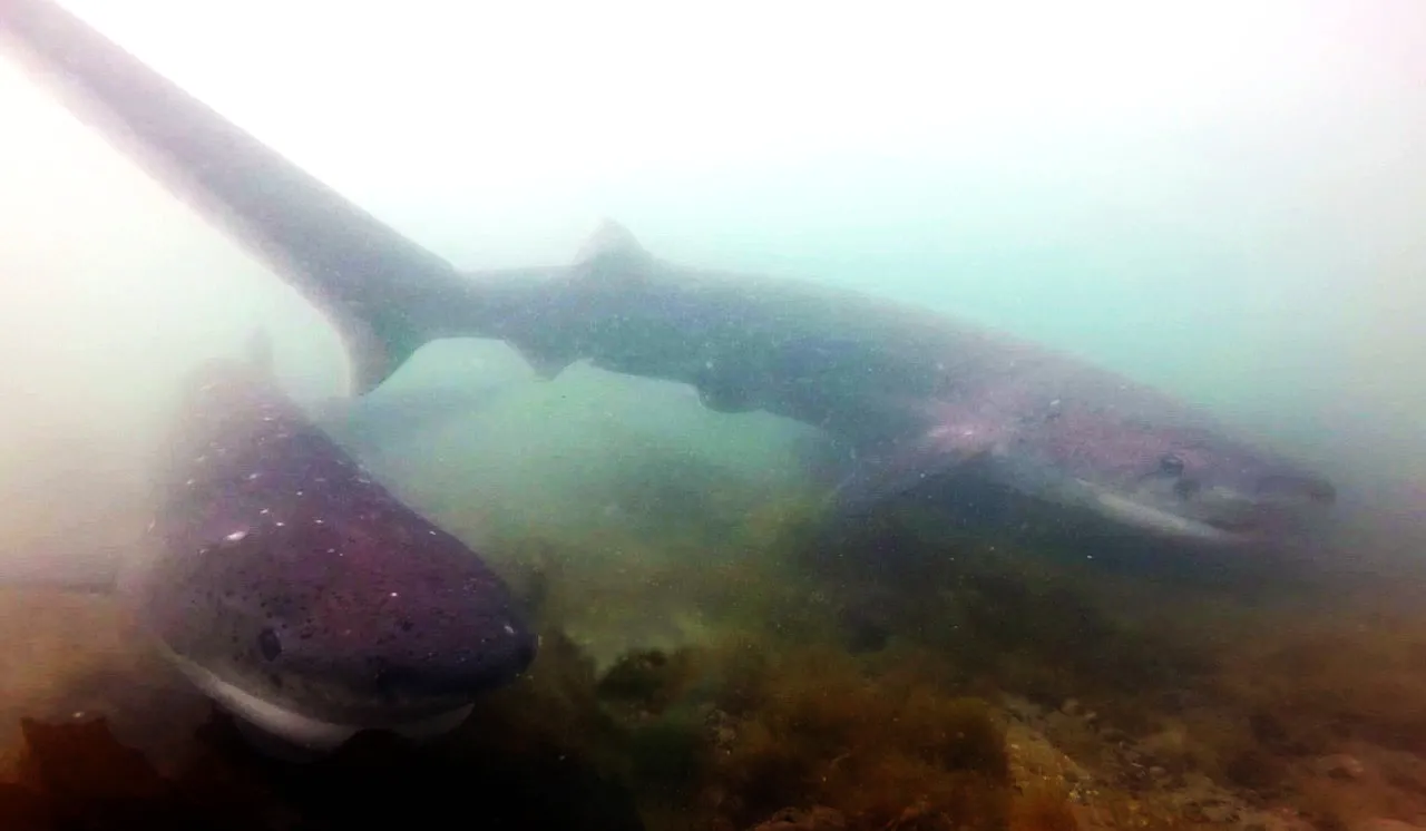 1- monitoreo de tiburones foto por Proyecto Arrecife