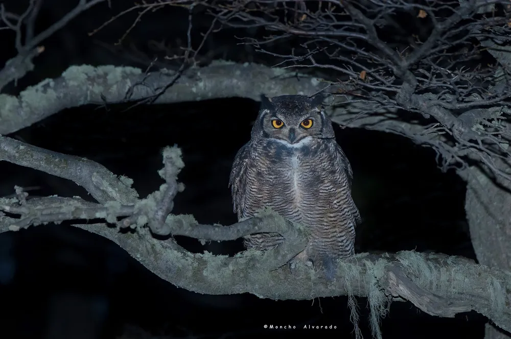 Tucuquere ecovidaambiente