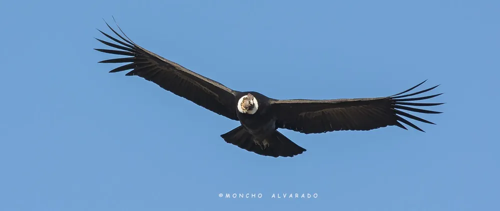 Condor apaisada