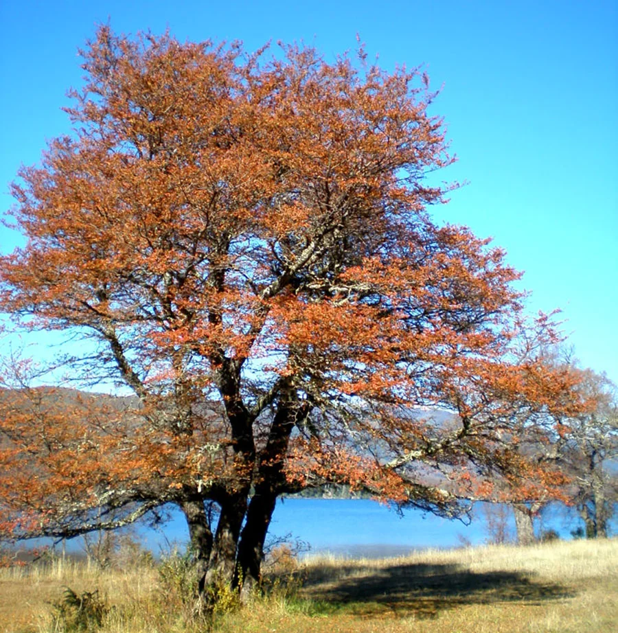 arbol_nire_patagonia_1