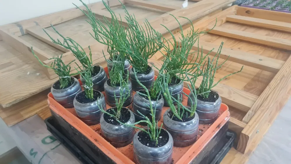 Salicornia, la planta maravillosa