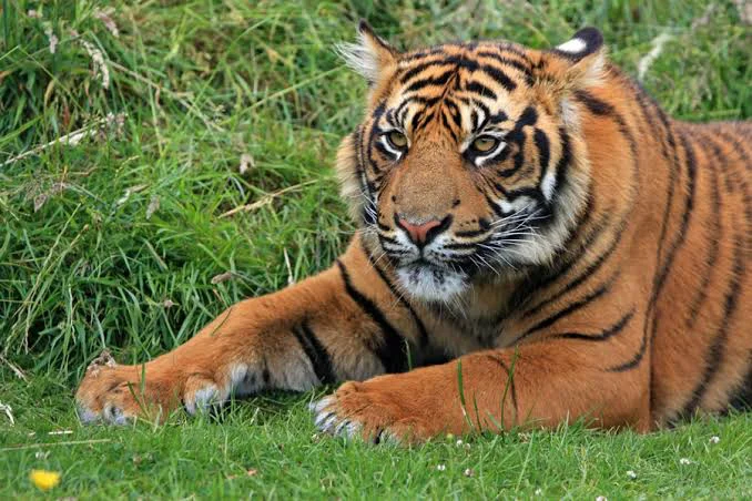 Dia Mundial del Tigre