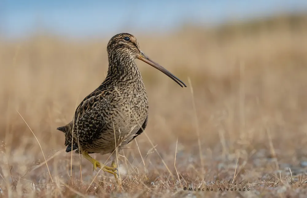 Becasina grande 1 (ecovidaambiente)