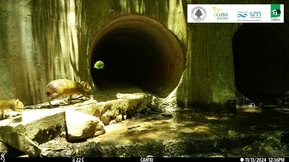 Agutí 2 utilizando vereda seca en alcantarilla del PNI