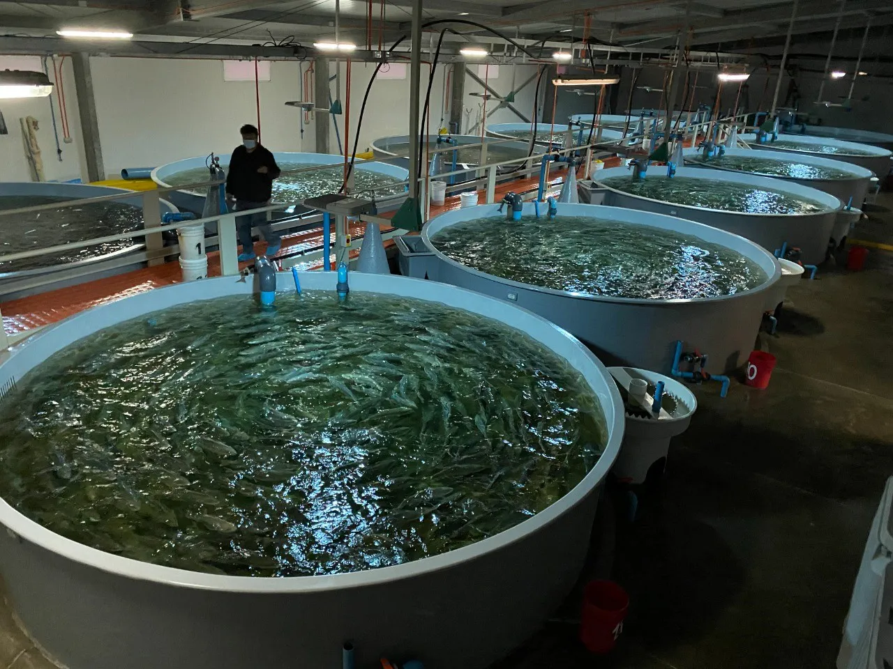 acuinor-piscicultura