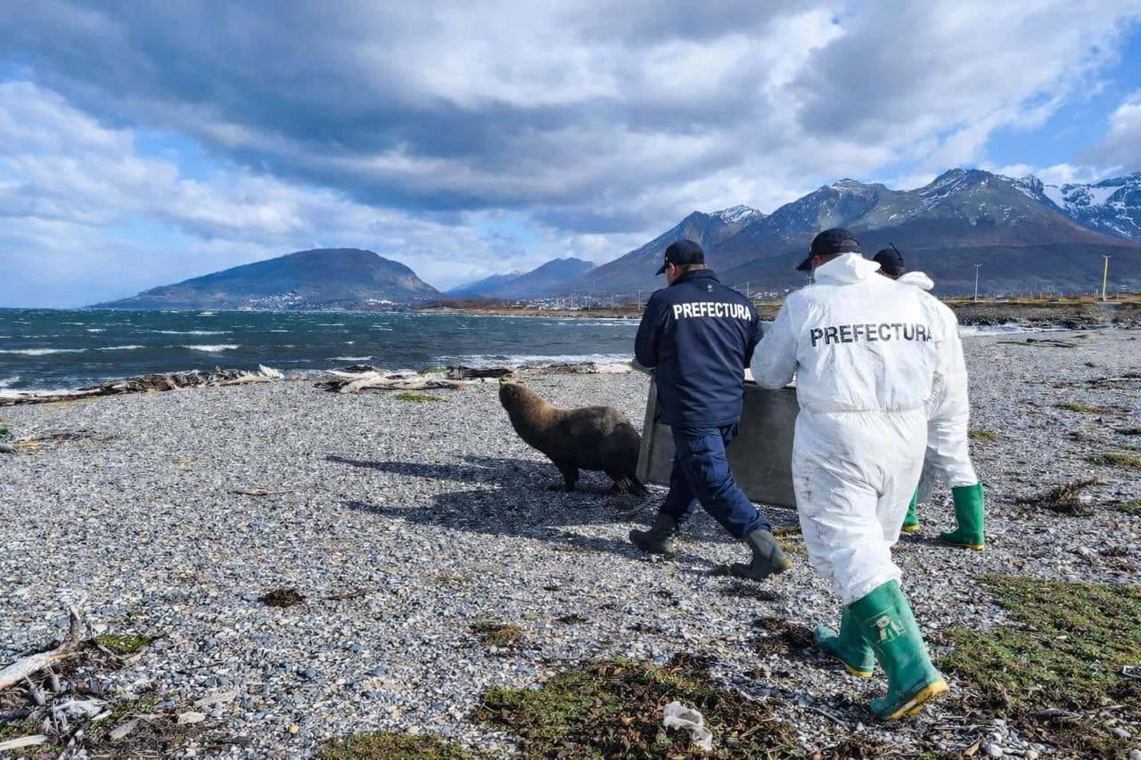 Personal de Prefectura asistió y reinsertó en su hábitat natural a un lobo marino