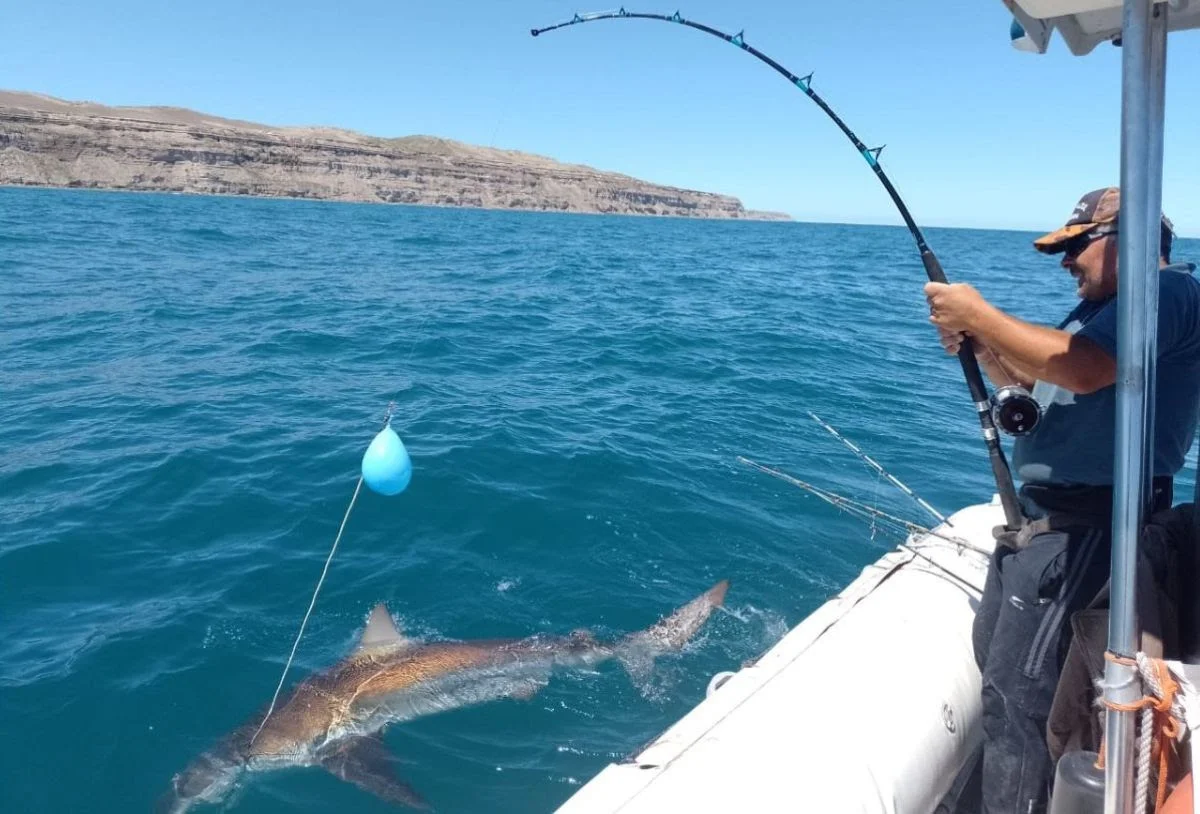 El programa Conservar Tiburones en Argentina capacita a los pescadores y entrega marcas y anzuelos circulares para promo