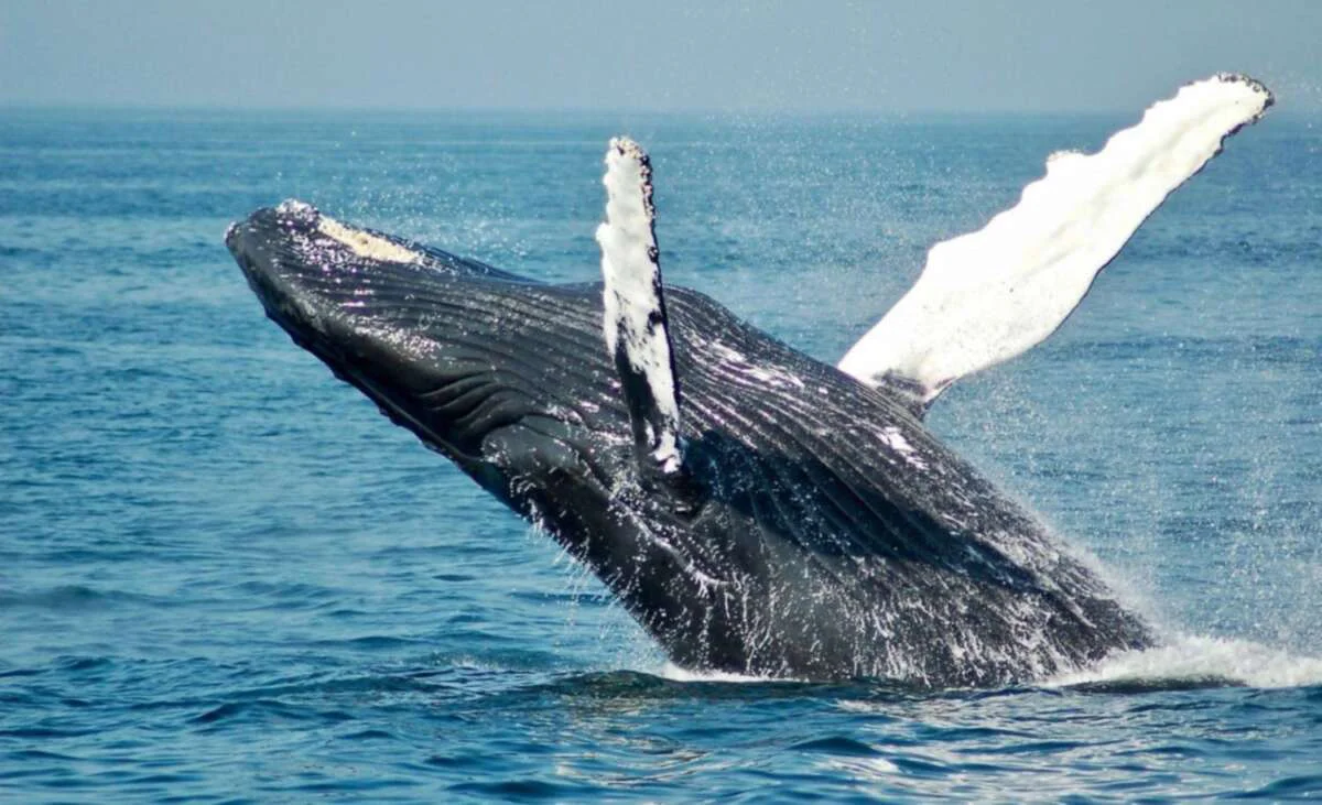 ballena-jorobada