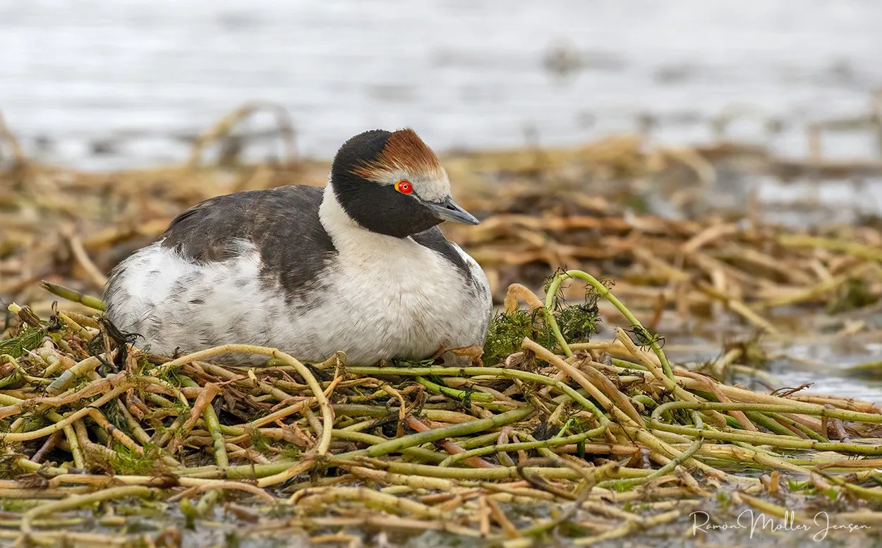Ramón Moller Jensen (1)