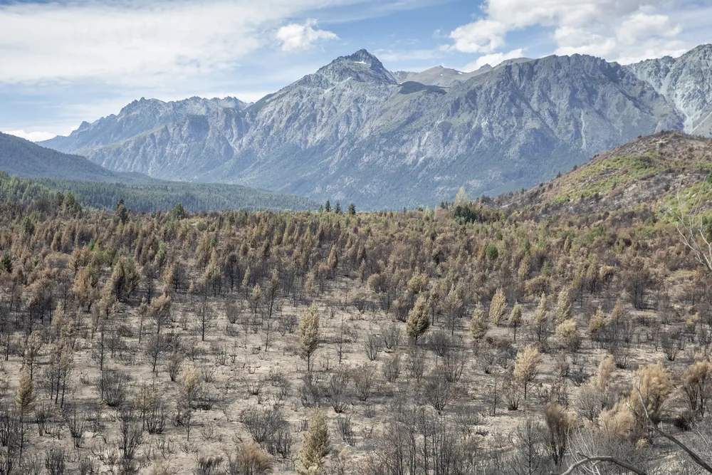 Alerta Patagonia (2)