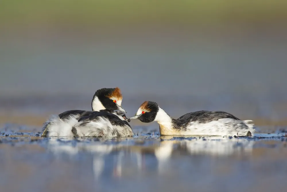 Hernán Povedano (1)