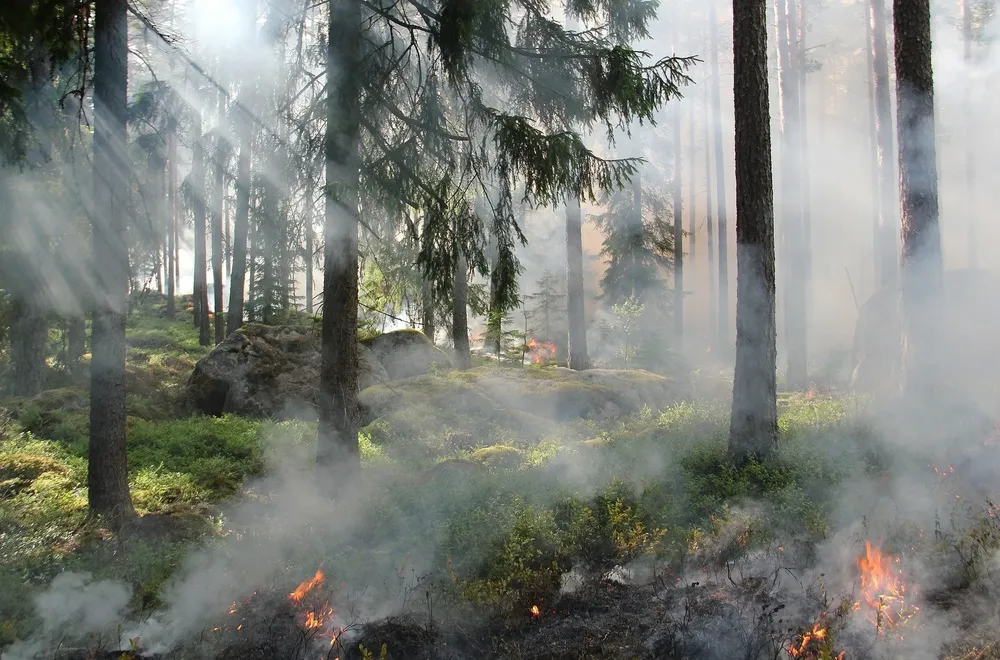 Un bosque tarda hasta 100 años y el suelo 5 años en recuperarse de un incendio –foto RTVM