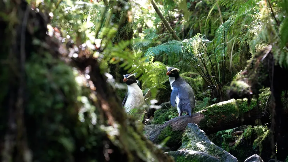 Copia de Stills The Lord Of The Penguins 09