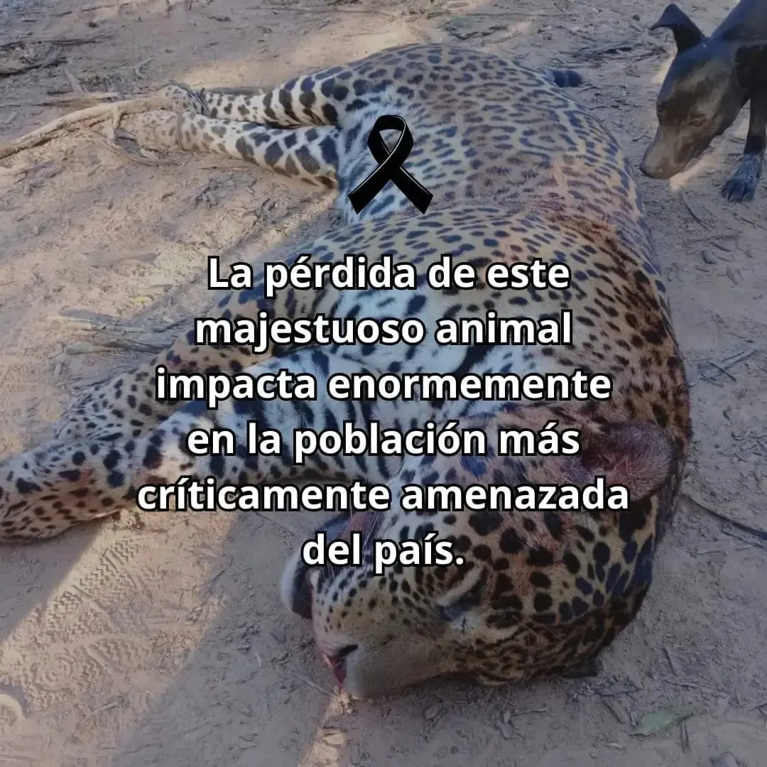 WhatsApp Image 2024-07-31 at 16.06.54
