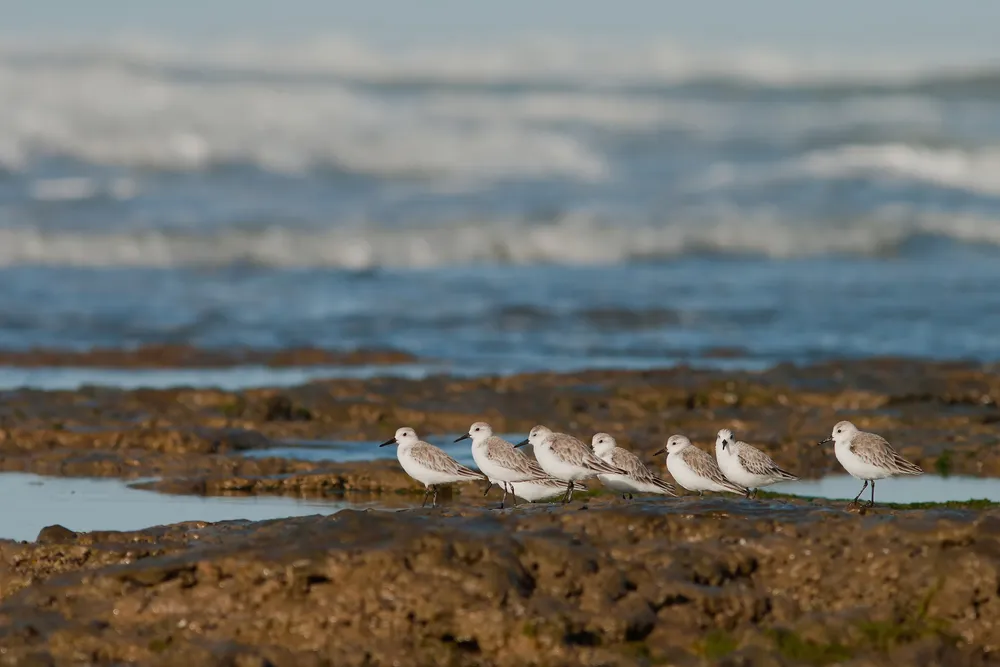 Playeros blancos (Calidris alba), Sebastian Preisz