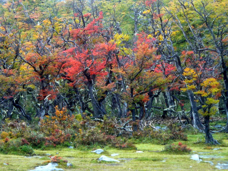 otoño con lengas
