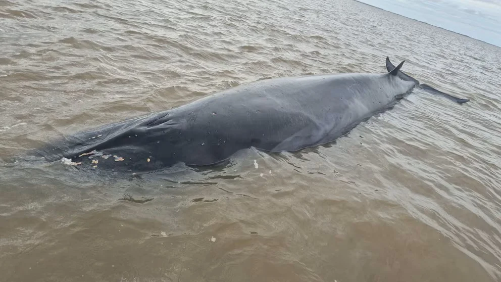 Ballena sei barada en la costa de San Isidro