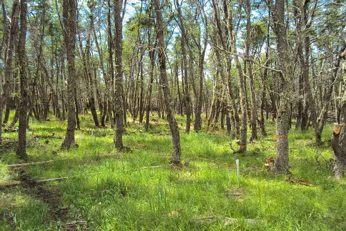 bosques de ñire (Nothofagus antarctica) de Tierra del Fuego conservación de los ecosistemas australes.