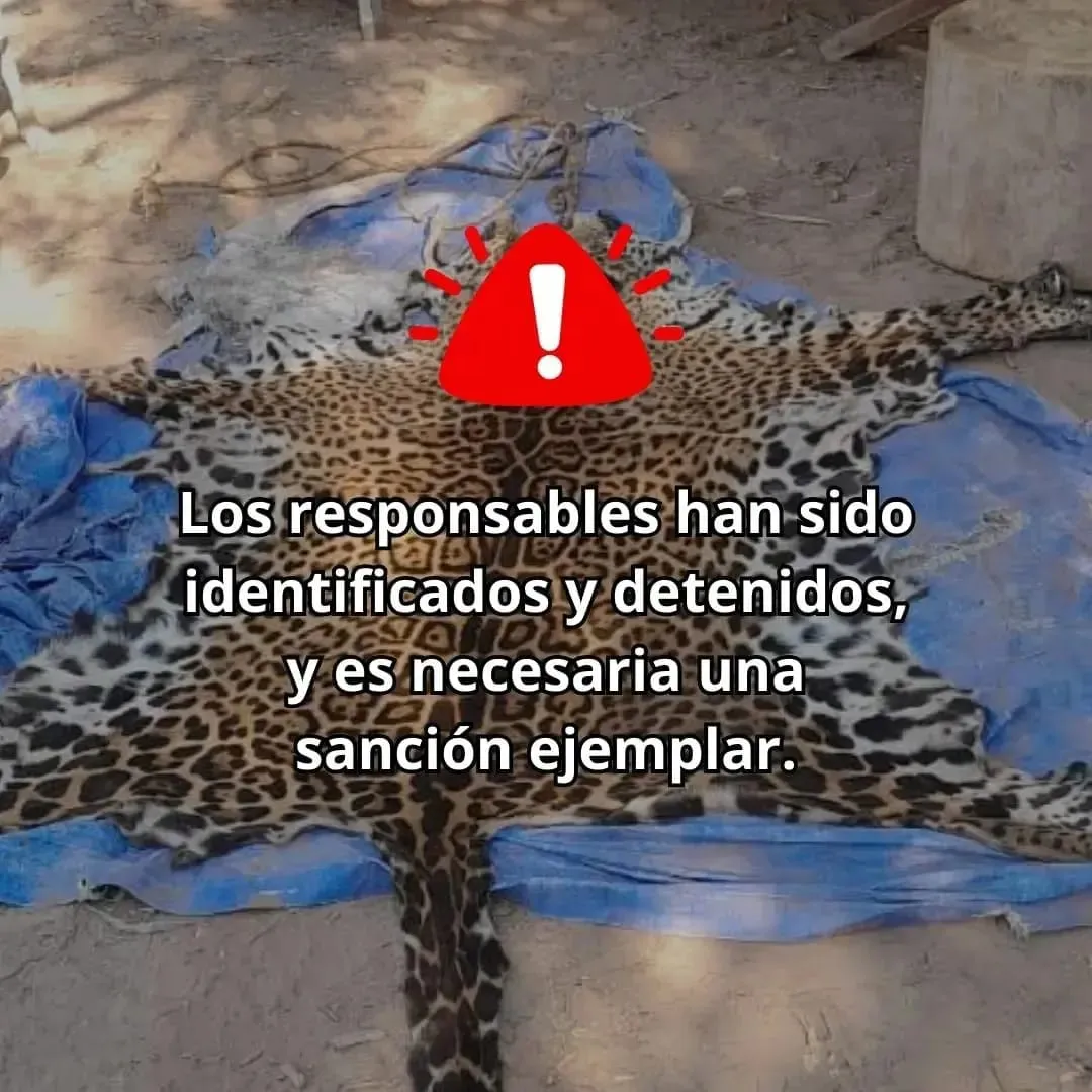 WhatsApp Image 2024-07-31 at 16.06.55