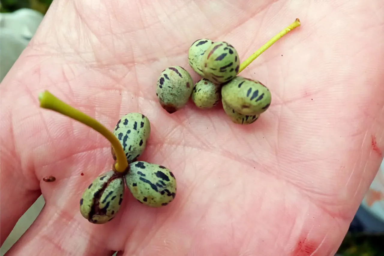 WhatsApp Image 2025-03-27 at 19.53.07(1)