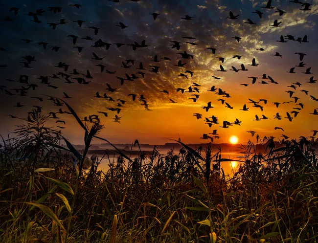 05-09_dia-mundial-aves-migratorias_m