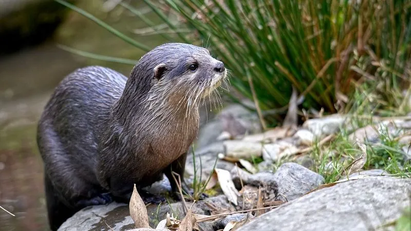 ndxkalz0bghlaug31966n1dqvucs4h41