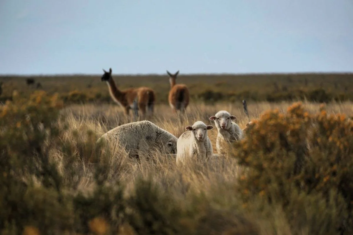  En la estepa patagónica, WCS Argentina trabaja junto a productores ganaderos acompañando la planificación del pastoreo,