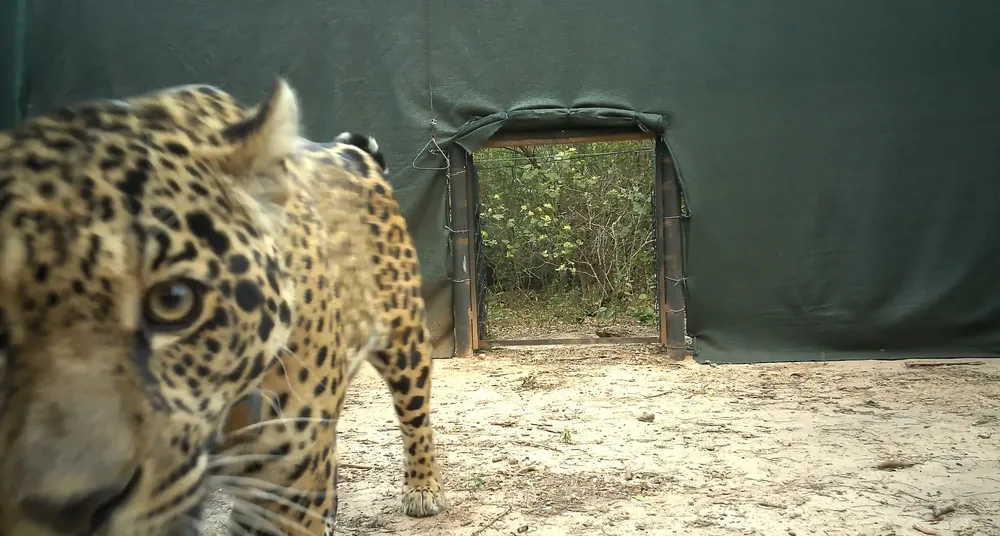 liberacion_yaguarete_acai_8