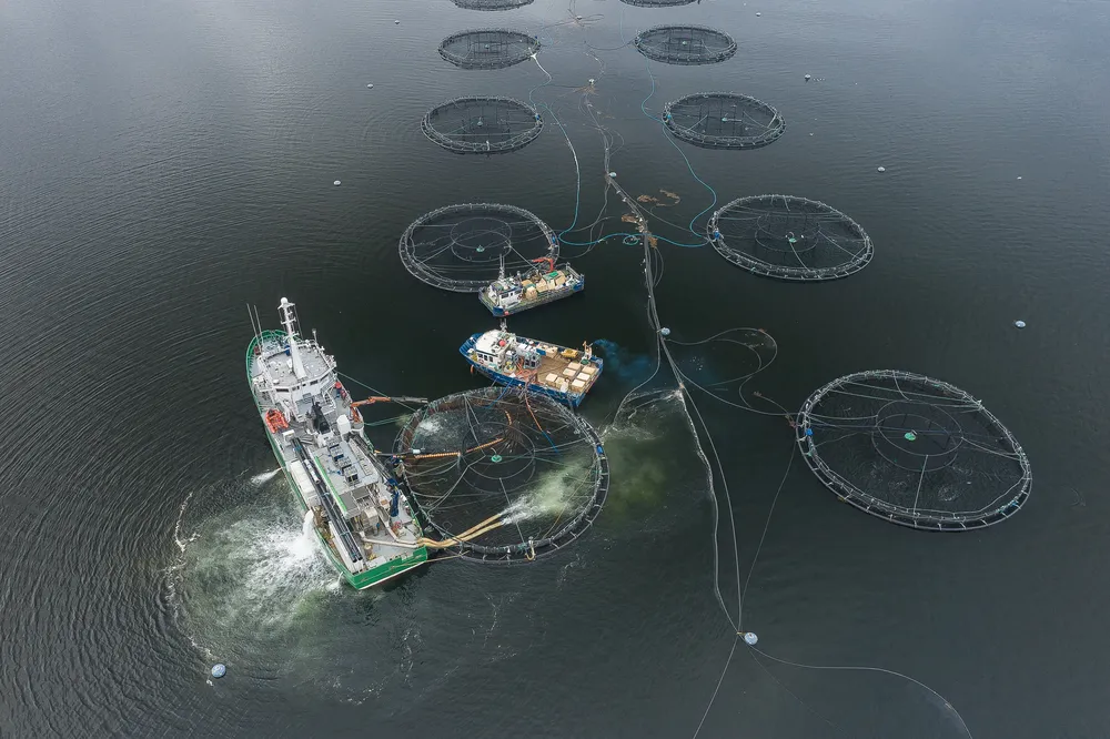 4- Industria salmonera - foto de Corin Smith