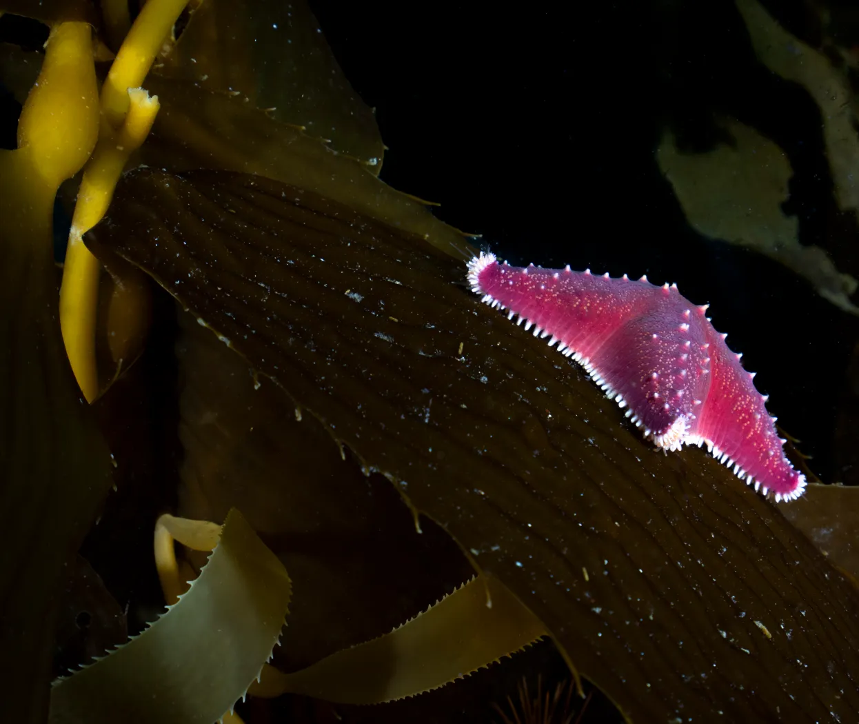 Estrella de Mar en las macroalgas  - Foto por Cristian Lagger Director Científico de Fundación Por el Mar