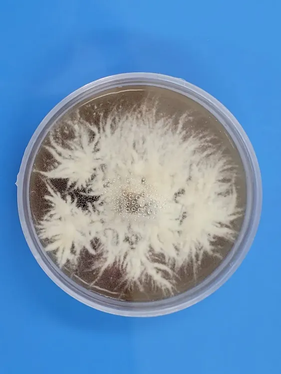 cultivo axénico de hericium erinaceous_melena de león_1718797239