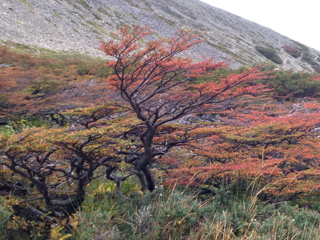 arbol_nire_patagonia