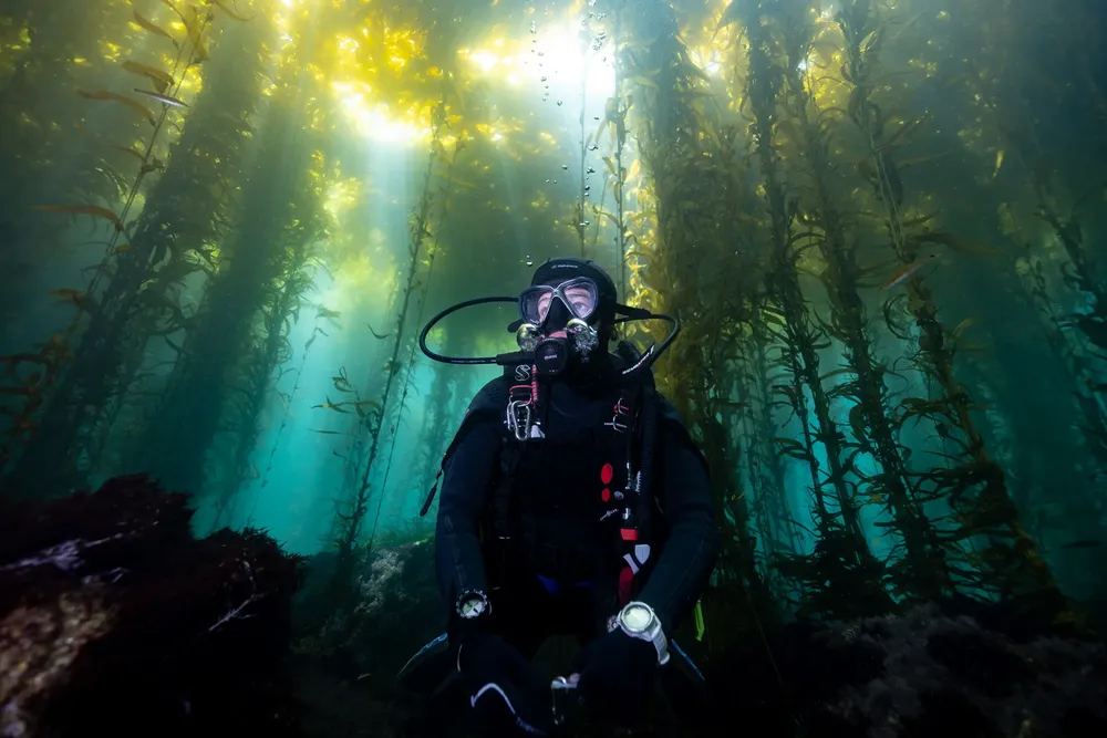Jennifer Adler_MasKelp. Giant kelp forests in Baja California, Mexico, 2023