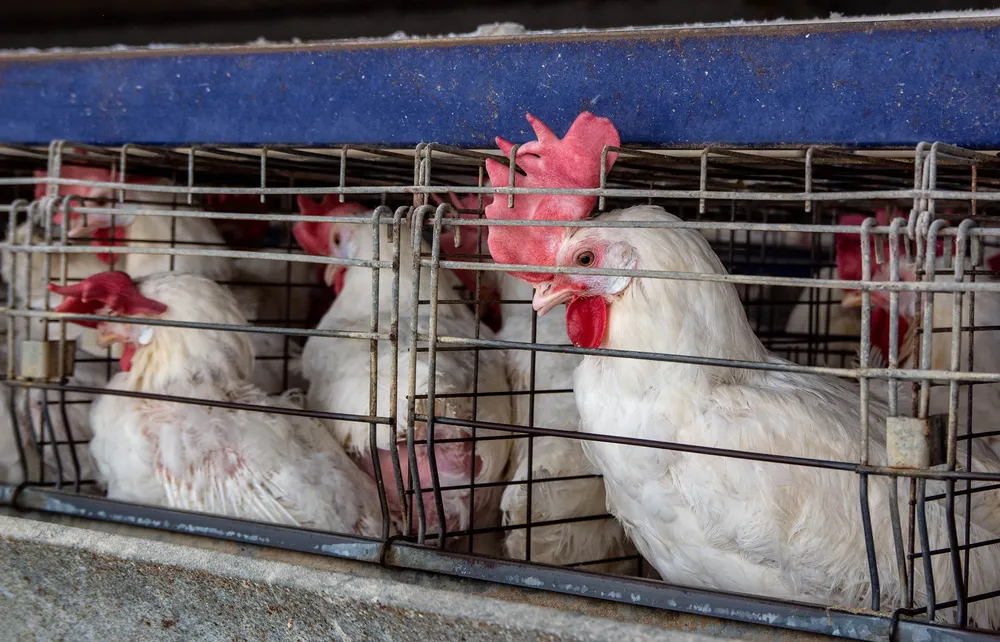 Gallinas en bateas_2