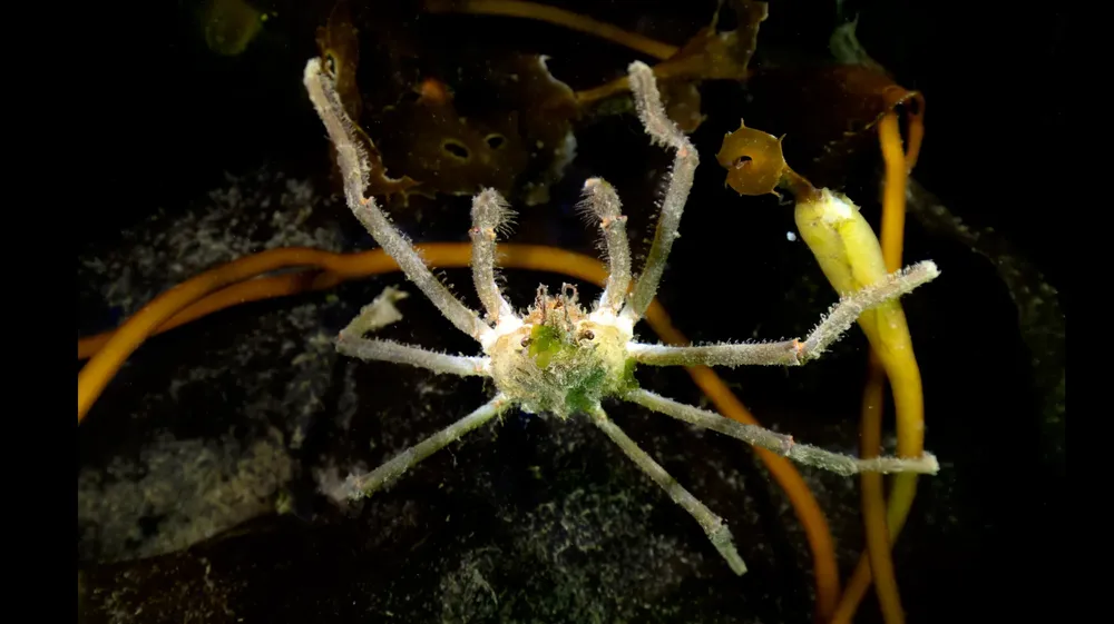 Cangrejo Araña en los bosques de kelp  - Foto por Cristian Lagger
