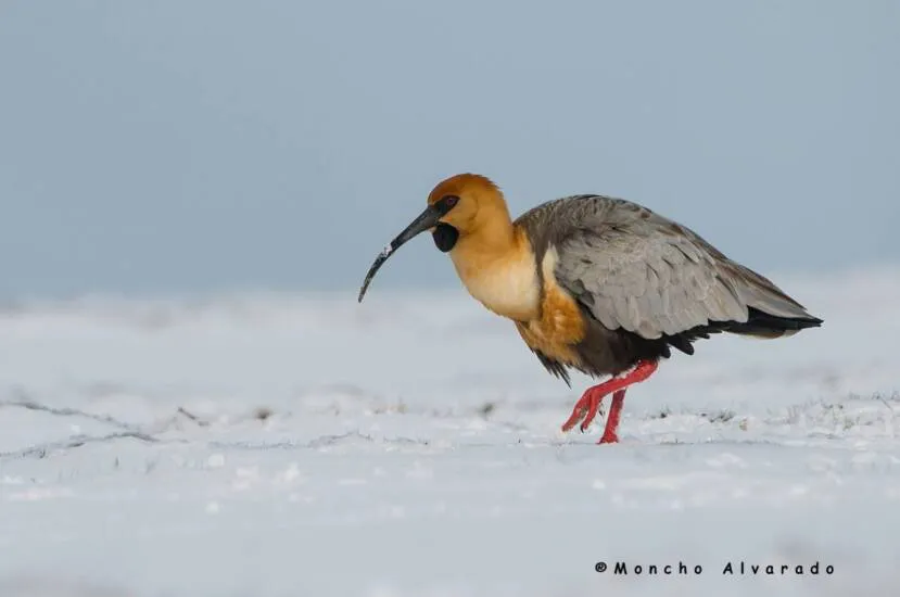 c2614-bandurria-australecovidambiente